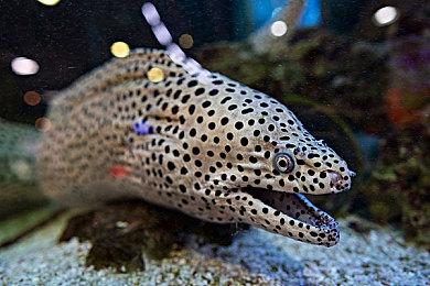 《神秘海域》女星加盟《真人快打2》电影饰演Jade